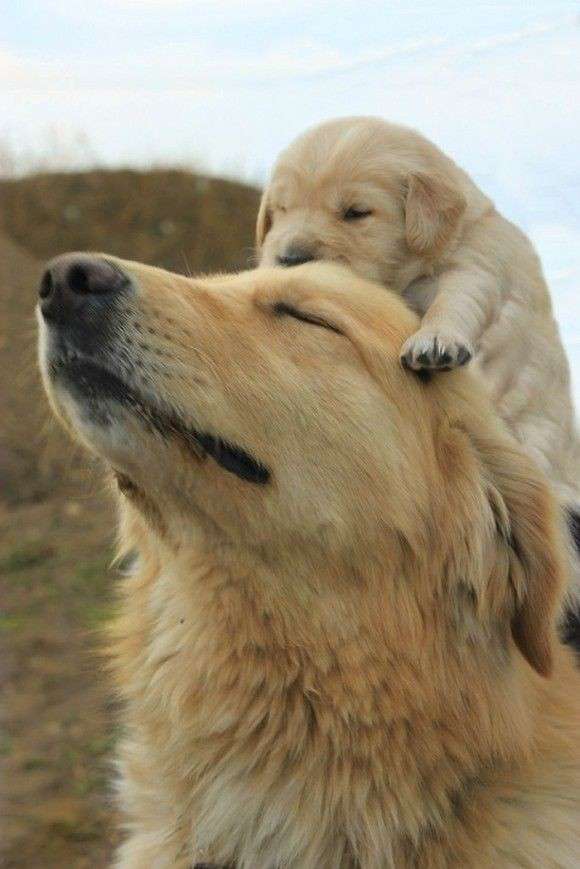 動物親子の画像を貼るトピ