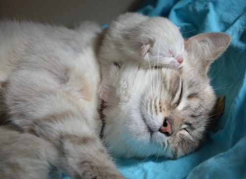 動物親子の画像を貼るトピ