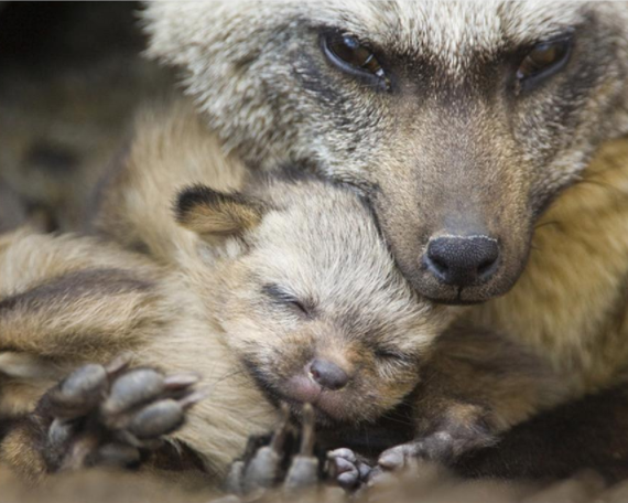 動物親子の画像を貼るトピ
