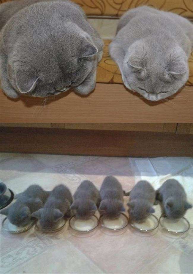 動物親子の画像を貼るトピ