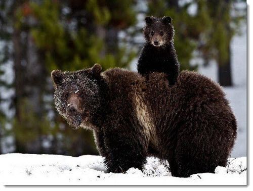 動物親子の画像を貼るトピ