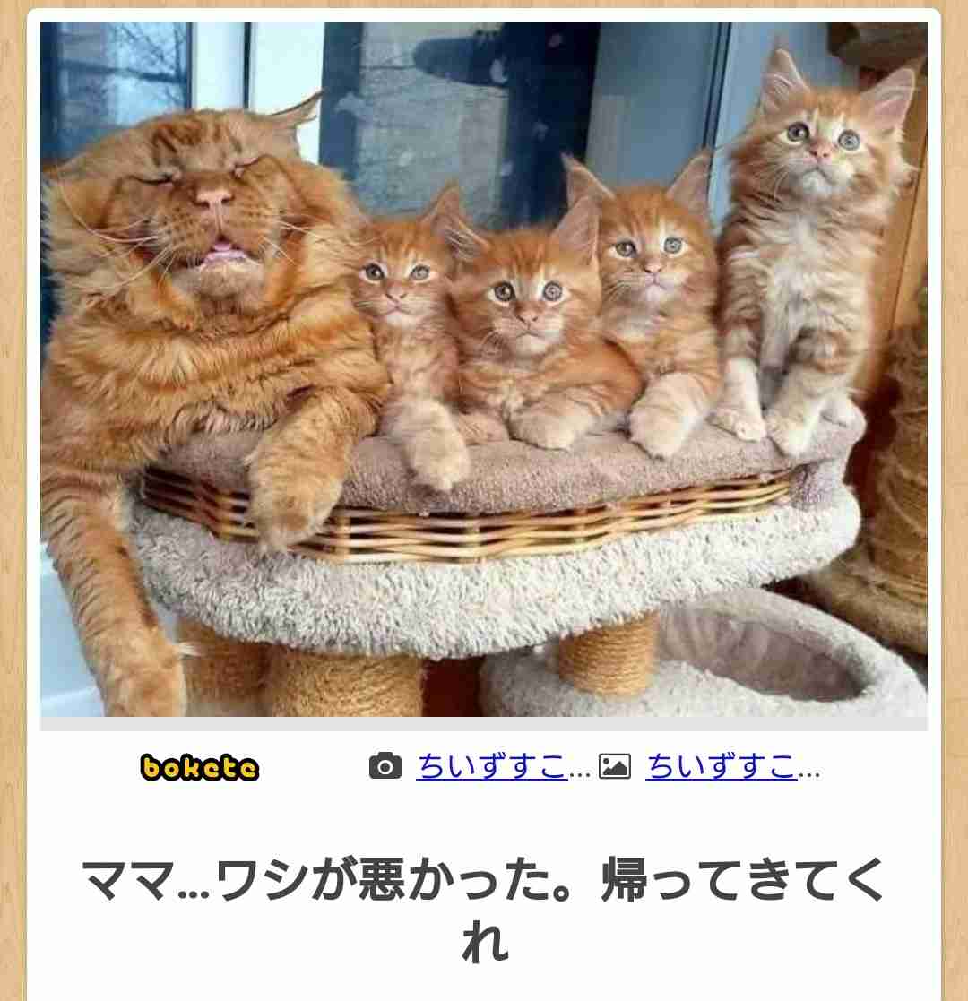 動物親子の画像を貼るトピ
