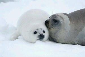 動物親子の画像を貼るトピ