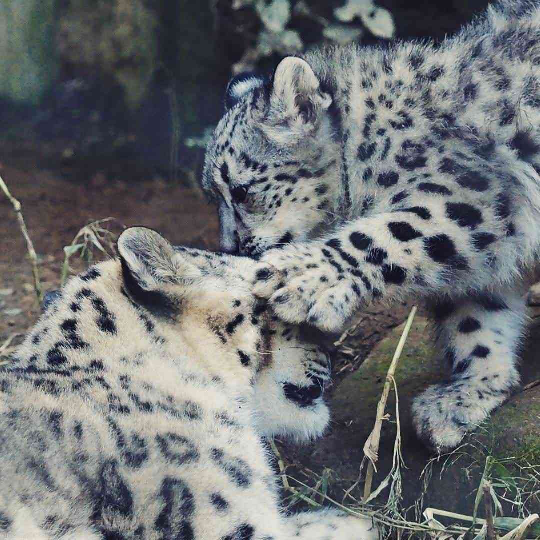 動物親子の画像を貼るトピ
