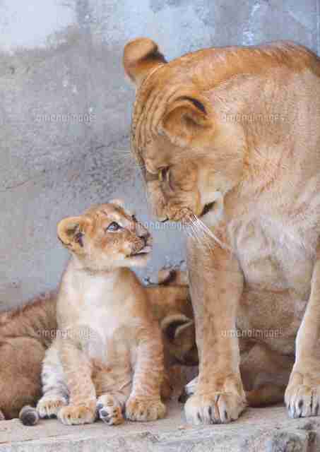 動物親子の画像を貼るトピ