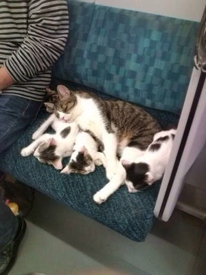 動物親子の画像を貼るトピ