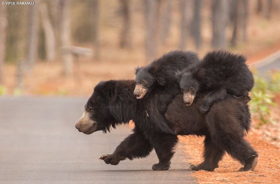 動物親子の画像を貼るトピ