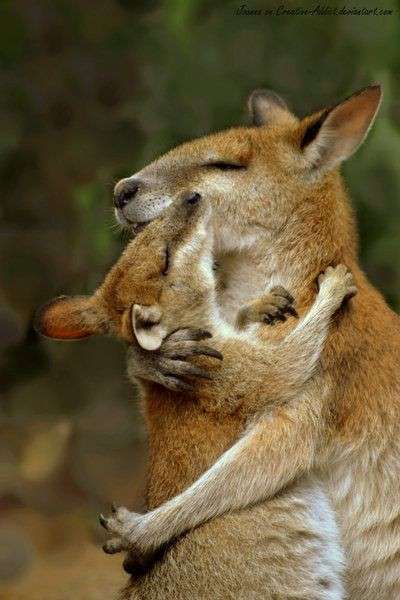 動物親子の画像を貼るトピ