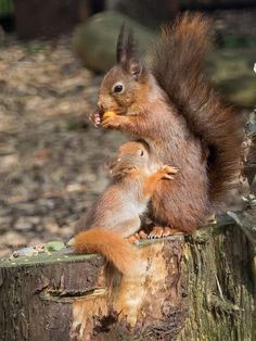 動物親子の画像を貼るトピ