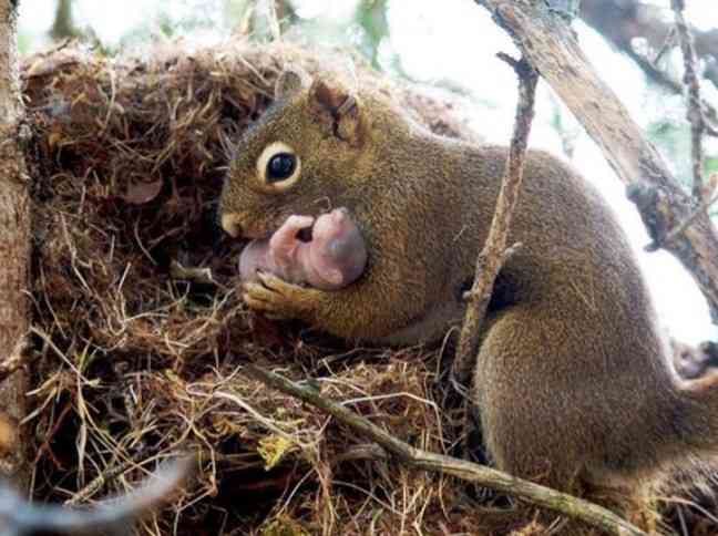 動物親子の画像を貼るトピ