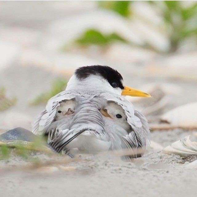 動物親子の画像を貼るトピ
