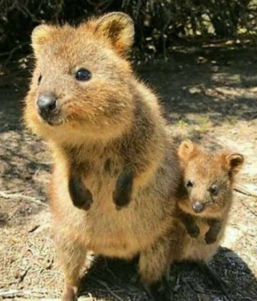 動物親子の画像を貼るトピ