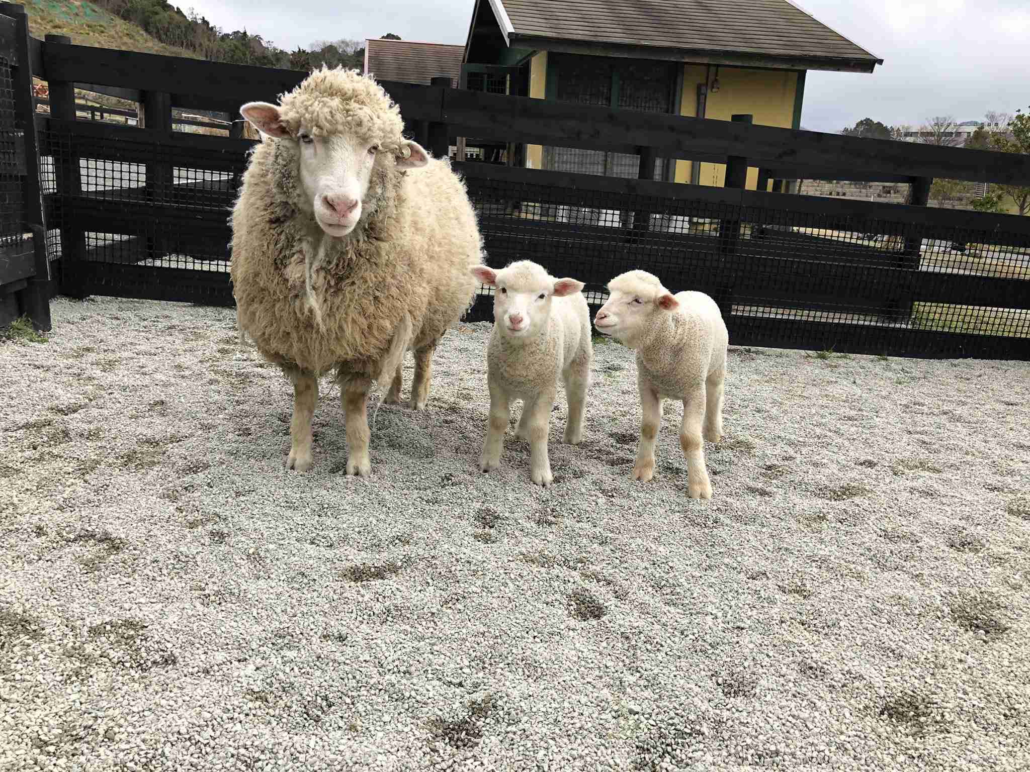動物親子の画像を貼るトピ
