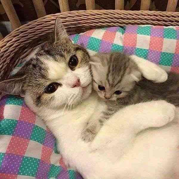 動物親子の画像を貼るトピ