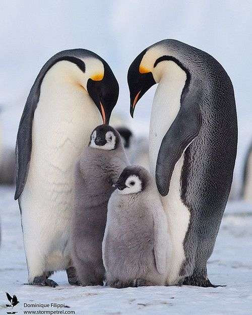 動物親子の画像を貼るトピ