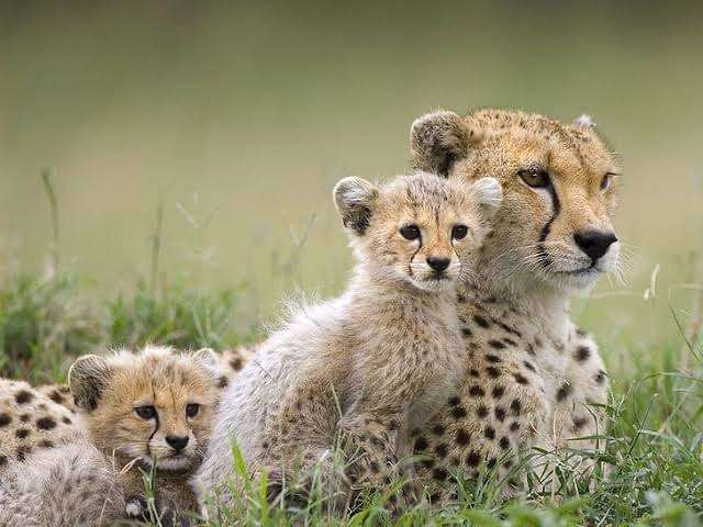 動物親子の画像を貼るトピ