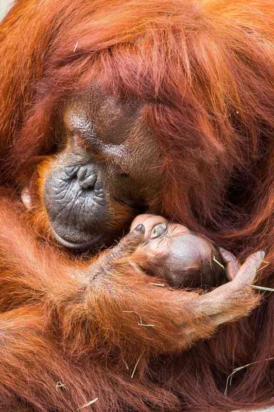 動物親子の画像を貼るトピ