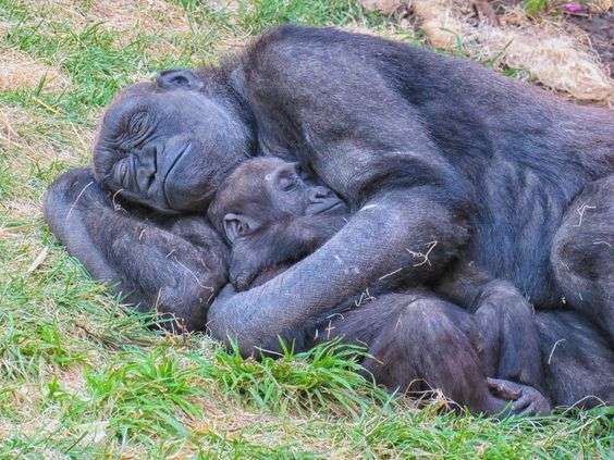動物親子の画像を貼るトピ