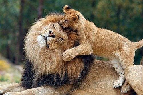 動物親子の画像を貼るトピ