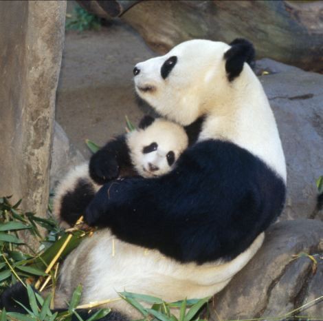 動物親子の画像を貼るトピ