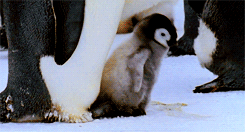 動物親子の画像を貼るトピ