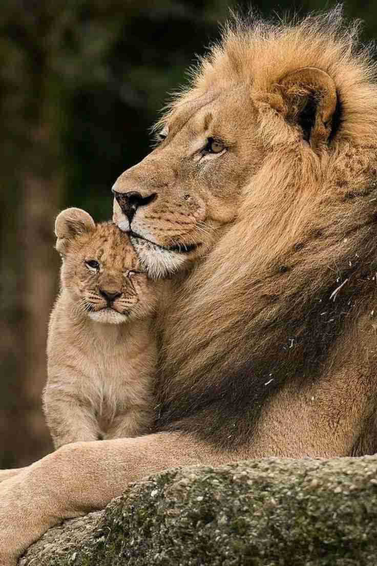 動物親子の画像を貼るトピ