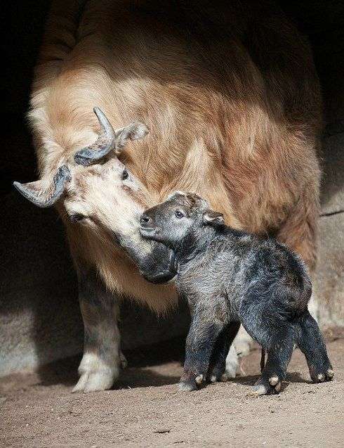 動物親子の画像を貼るトピ