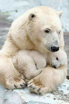 動物親子の画像を貼るトピ