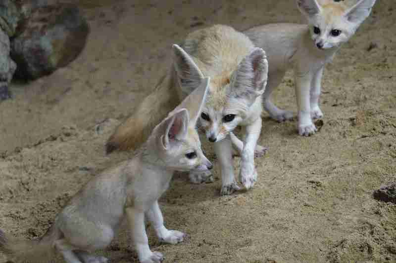 動物親子の画像を貼るトピ