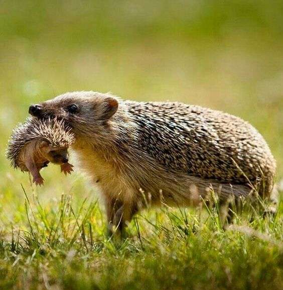 動物親子の画像を貼るトピ