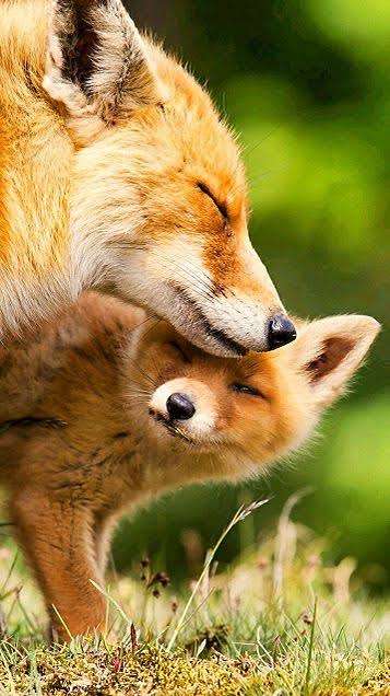 動物親子の画像を貼るトピ