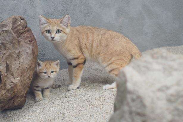 動物親子の画像を貼るトピ