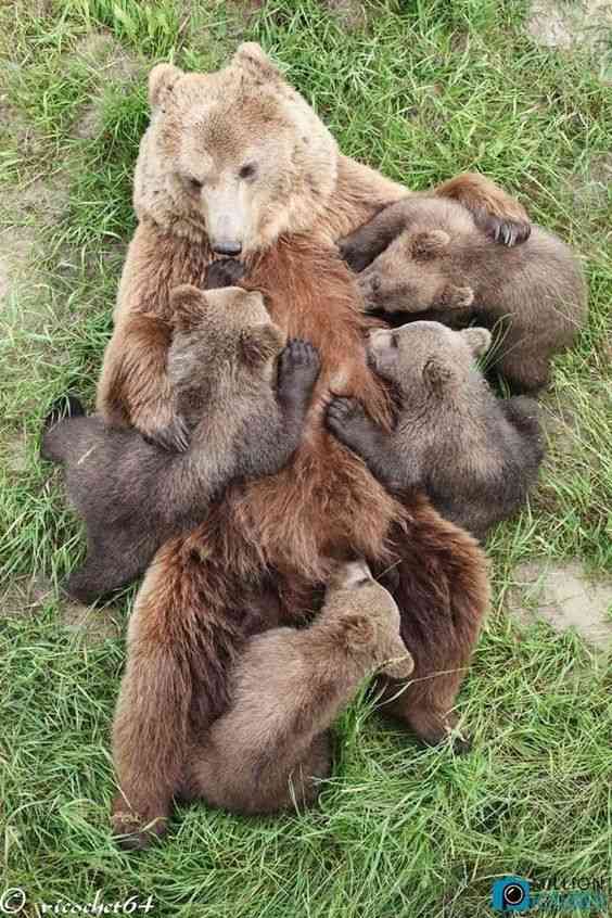 動物親子の画像を貼るトピ