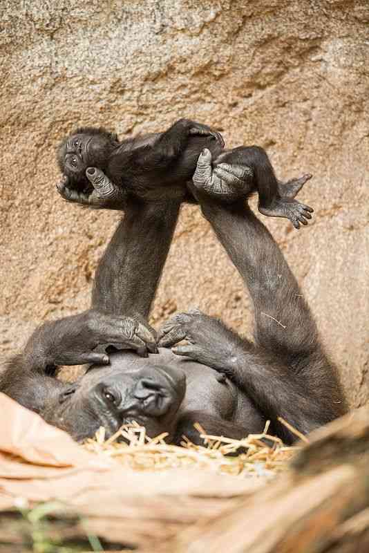 動物親子の画像を貼るトピ