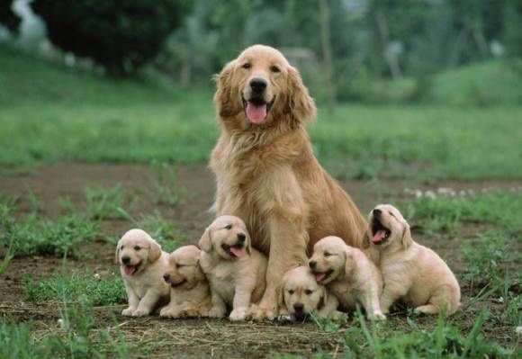 動物親子の画像を貼るトピ