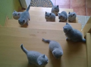 動物親子の画像を貼るトピ