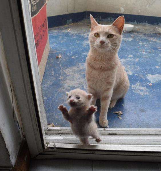 動物親子の画像を貼るトピ