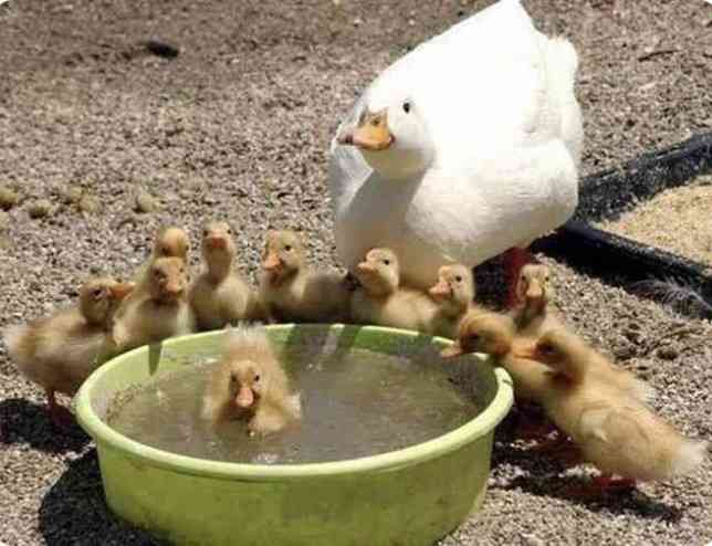 動物親子の画像を貼るトピ