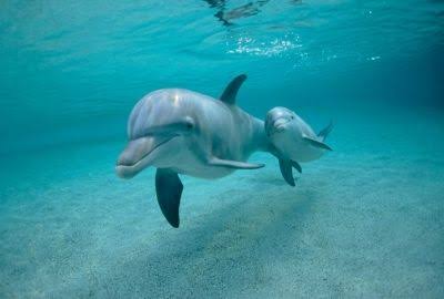 動物親子の画像を貼るトピ