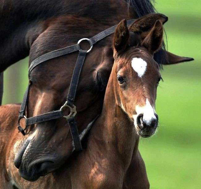 動物親子の画像を貼るトピ