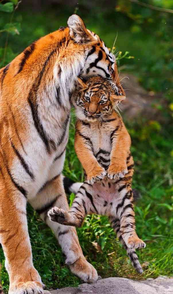 動物親子の画像を貼るトピ