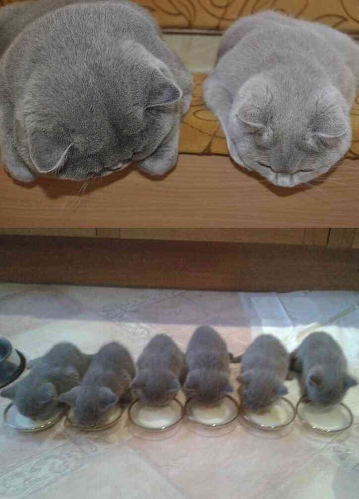 動物親子の画像を貼るトピ