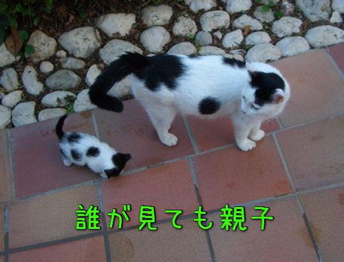 動物親子の画像を貼るトピ