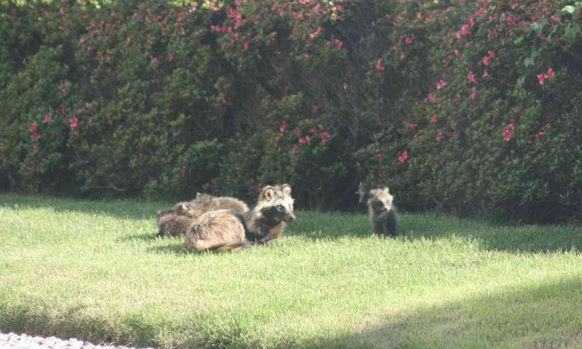 動物親子の画像を貼るトピ