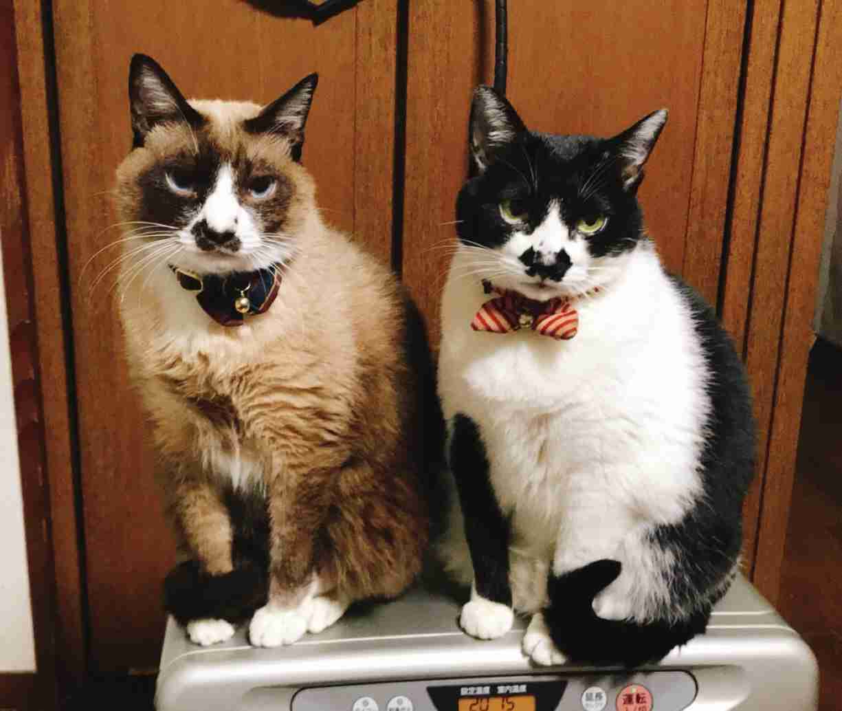 動物親子の画像を貼るトピ
