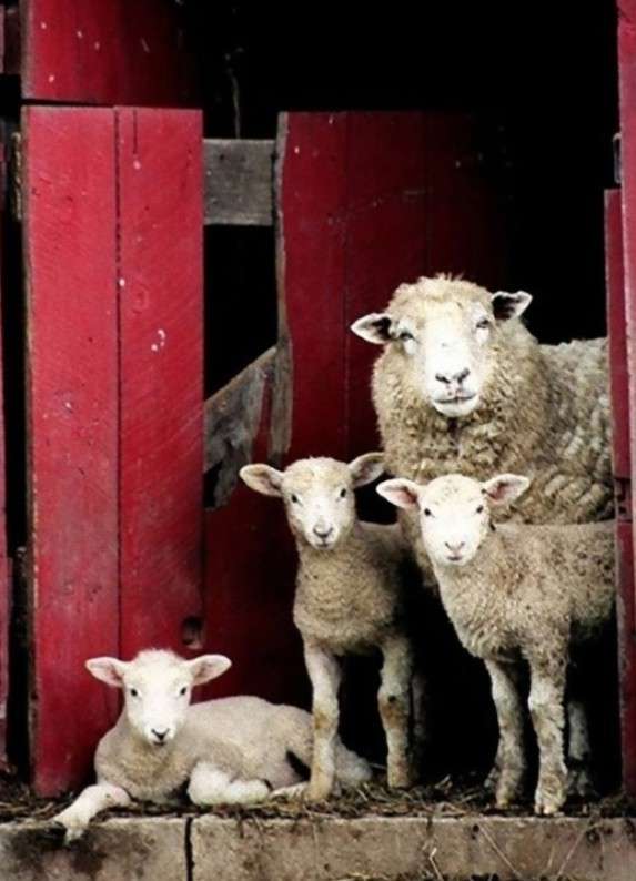 動物親子の画像を貼るトピ