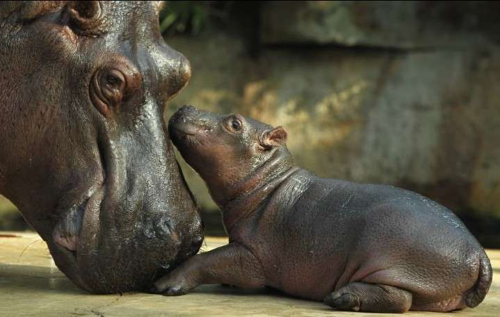 動物親子の画像を貼るトピ