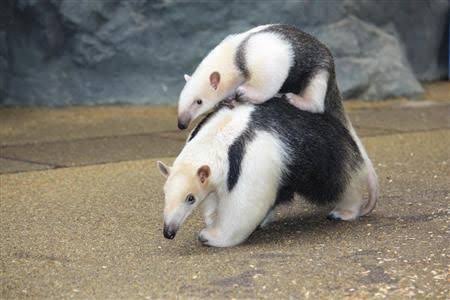動物親子の画像を貼るトピ