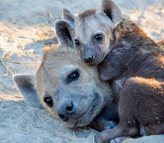動物親子の画像を貼るトピ