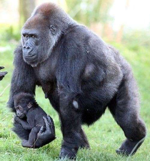 動物親子の画像を貼るトピ